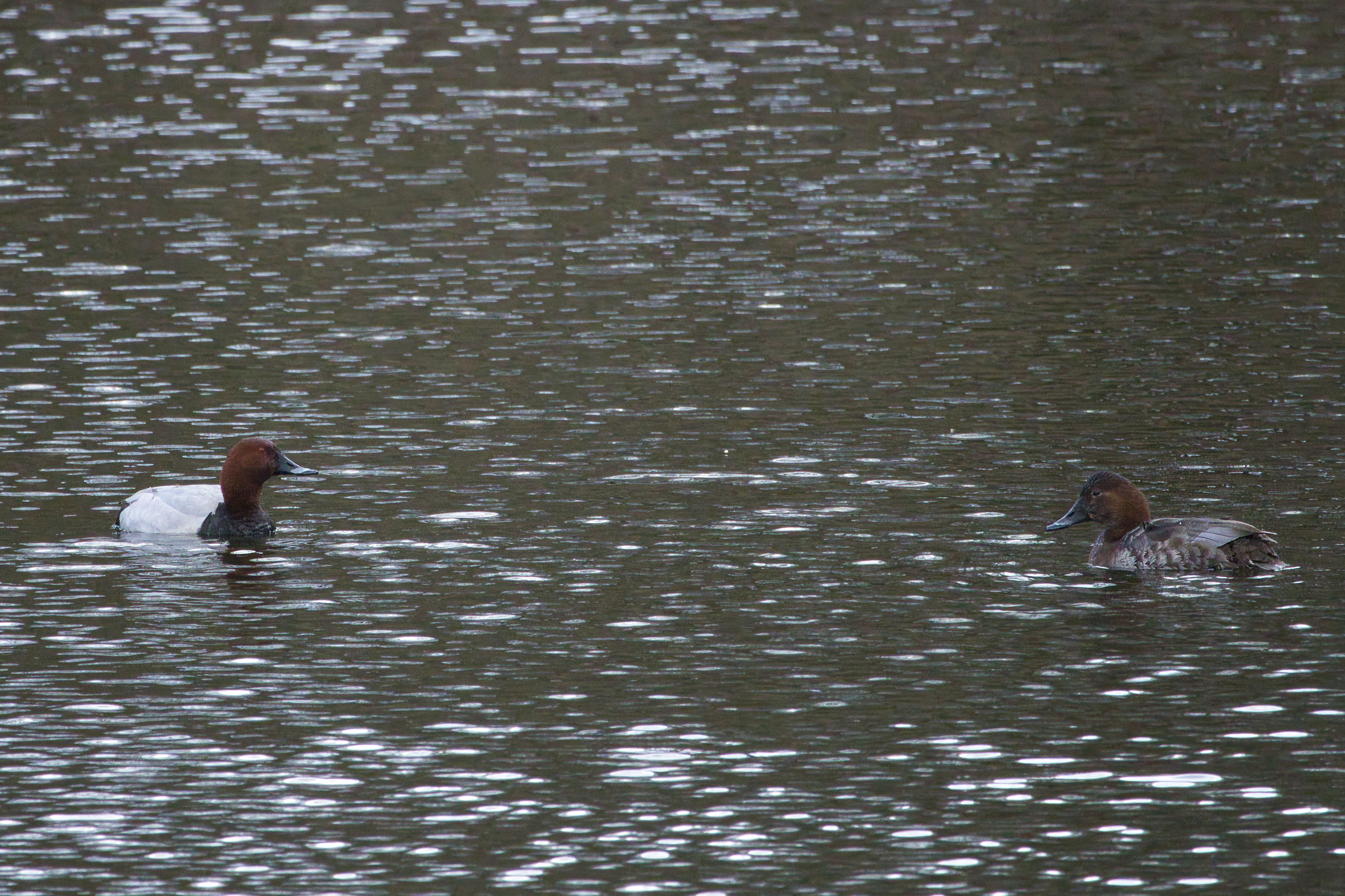Tafeleend (Amsterdamse Waterleiding Duinen). Foto van Jos Vester.
Man en vrouw